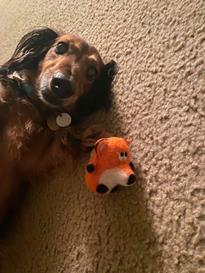 Teddy
